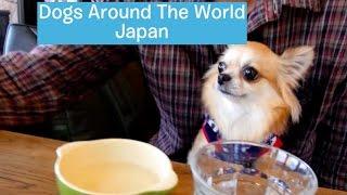 Dogs Around The World Japan