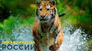 Дикая природа России  Wild Russia E04