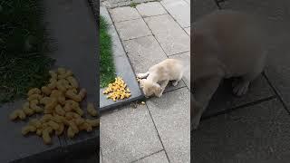 A small dog eats on the street - a small skinny dog ​​left on the street