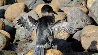 Docs In The Wild - Swimming with Galapagos Flightless Cormorants