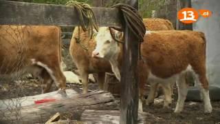 Lugares que Hablan  La Cordillera de San Fabián de Alico