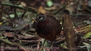 Sabah Partridge Bornean Necklaced Partridge Endemic To Borneo