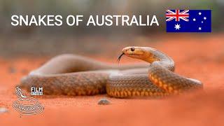 Snakes of Australia 5 species from deserts Mulga snake Western brown snake Desert death adder