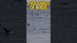 Swarming Flocks A Spectacle Of Thousands Of Birds On Lake Ontario 安大略湖上成千上萬水鳥的奇觀