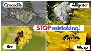 STOP confusing these animals and things Educational video in English.