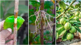 How to grow guava plant from air layering at home  Best & easy method for home gardening