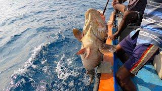 GROUPER FISH KING FISH & HORSE MACKEREL FISH CAUGHT IN SEA