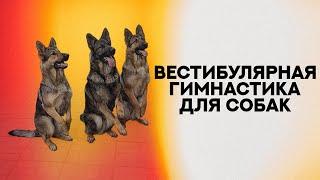 Вестибулярная гимнастика для собак. Vestibular gymnastics for dogs.