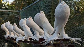 Biggest Pomeranian Pouter Pigeon  Fancy Pigeon  BPS Pigeon Show 2023  Pigeon Exhibition