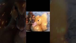 more ducky edits
