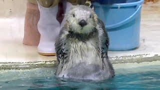 色々な芸を披露する鳥羽水族館のラッコ