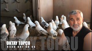 Şebap Güvercin Sohbeti Oktay Topçu Sarıyerli