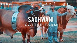 Sachwani Cattle Farm Karachi 2021 Expedition Pakistan