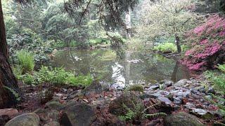 Temperate & Tropical Gymnosperms at Pinetum Blijdenstein