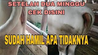 REAKSI SUNTIK IB PADA SAPI SETELAH DUA MINGGU