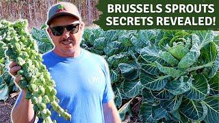 THE SECRET TO GROWING BIG BRUSSELS SPROUTS