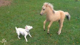 Baby Horse And Puppy Love To Play The Exact Same Games