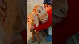 Cute lambs voiceSheep baby sound #viral #share #sheep #sheep_farm #cute #goat
