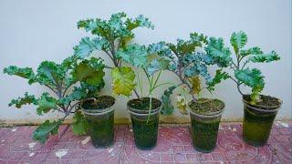 Simple method propagate Kale tree with water Plant on a bucket of water.