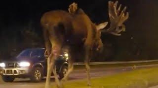 Don’t moose around Clip of moose walking down road in Alaska gets 1.5mln hits on Facebook