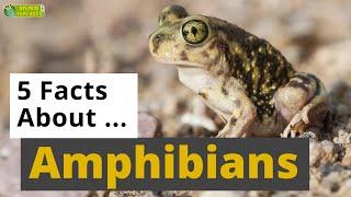 All About Amphibians  - 5 Interesting Facts - Animals for Kids - Educational Video