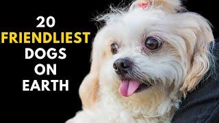 Top 20 Friendly Dog Breeds on earth But You Dont Know