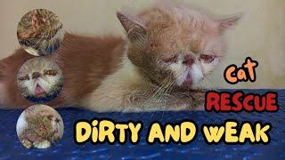 GROOMING KUCING JOROK - Vlog Grooming