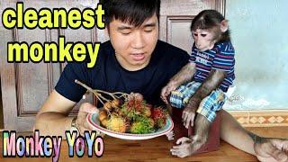 YoYo jr is the cleanest monkey in Vietnam