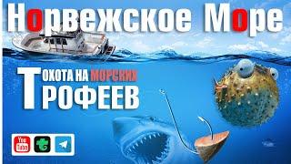Фарм на море • Охота на морских трофеев • Русская Рыбалка 4 • Норвежское Море