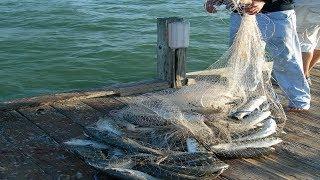 Amazing Big Cast Net Fishing - Traditional Net Catch Fishing in The River