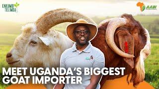 Meet Ugandas biggest Goat Importer  Sinza Goat Farm