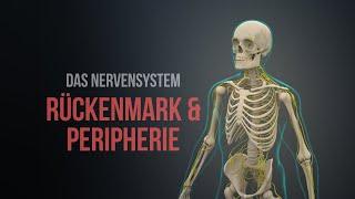 Nervensystem Teil 1 - Rückenmark und Peripherie Animation