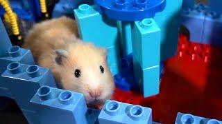 Hamster Lego Obstacle Course – Escape from the Castle