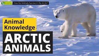 How Do Animals Survive in the Arctic? ‍️ - Animals for Kids - Educational Video