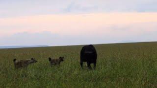 hyenas attacking buffalo mother giving birth in new born buffalo calf video