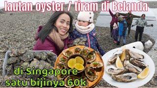 Panen Oyster  Tiram Liar Sepuasnya di Belanda  Wild Oyster Hunting