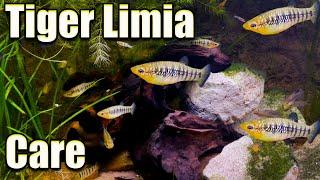 Why is This My Favorite Live Bearer? Tiger Limia Care and Breeding