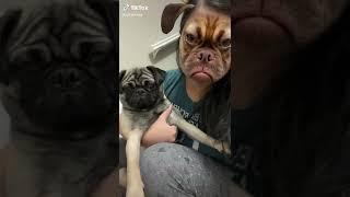 Pug