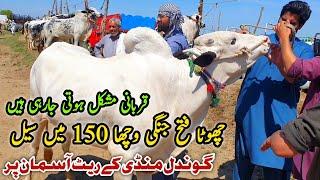 Today Gondal Mandi  Latest Update 22 April 2024  Fatehjangi Bulls Cow Mandi