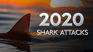 2020 Shark Attacks in Australia Climate Change Fueling a Deadly Trend?