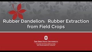 Rubber Dandelion Rubber Extraction from Field Crops