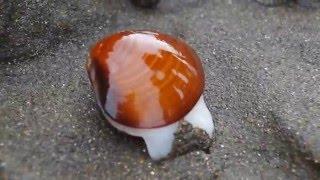 Sea Clam Digging the Sand