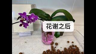 【21003】蝴蝶兰花谢之后，剪枝修根换盆催芽，看两棵蝴蝶兰  静姐说花564