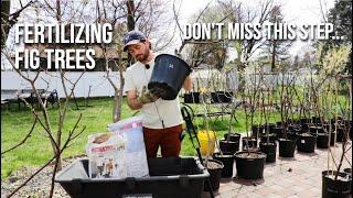 Fertilizing Fig Trees for Simplicity When & What I Use