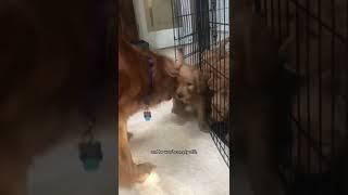 Mama dog disciplines her puppy #puppies #goldendoodle #goldenretriever