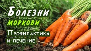 Болезни и вредители моркови. Профилактика и методы борьбы