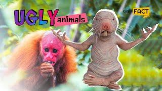 The Top Ugliest Animals on Earth That You Don’t Believe Exist