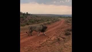 Huge Male Lion