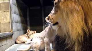 Lion Cubs Meet Dad - Cincinnati Zoo
