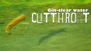 Cutthroat Trout in Gin-Clear Water. Fly Fishing Cutthroat Trout in Southern Alberta Canada